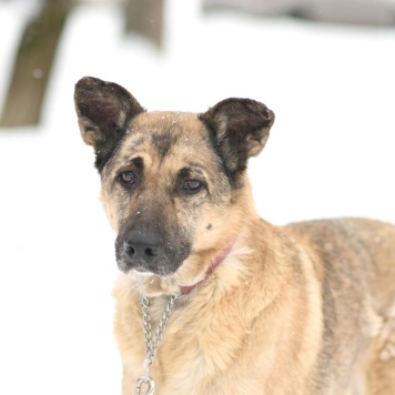 Собаки в добрые руки - Догги - 1