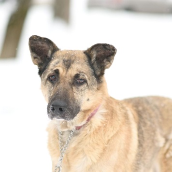 Собаки в добрые руки - Догги - 2