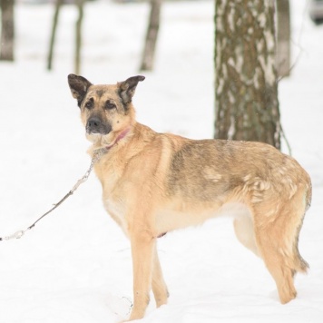 Собаки в добрые руки - Догги - 3