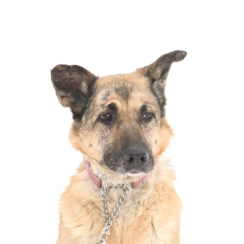 Собаки в добрые руки - Догги - 4