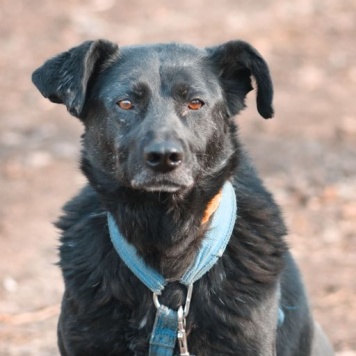 Собаки в добрые руки - Мастика