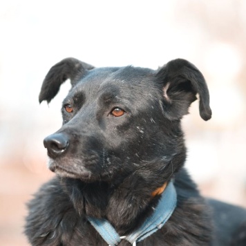 Собаки в добрые руки - Мастика - 1