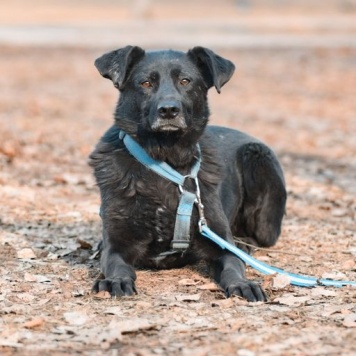 Собаки в добрые руки - Мастика - 2