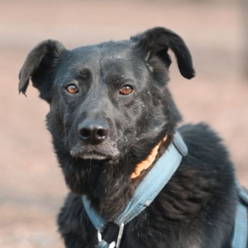 Собаки в добрые руки - Мастика - 3