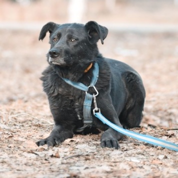 Собаки в добрые руки - Мастика - 4