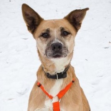 Собаки в добрые руки - Красотка