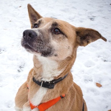 Собаки в добрые руки - Красотка - 1