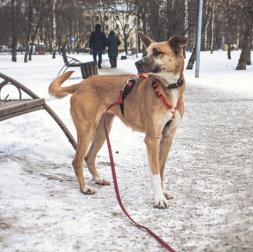 Собаки в добрые руки - Красотка - 2