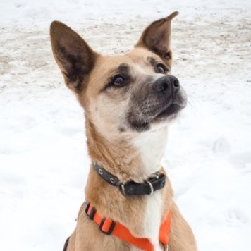 Собаки в добрые руки - Красотка - 3