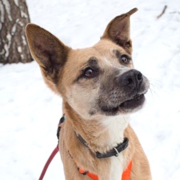 Собаки в добрые руки - Красотка - 4