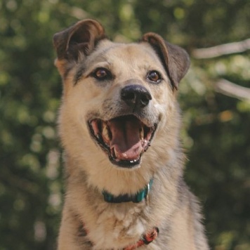 Собаки в добрые руки - Безе