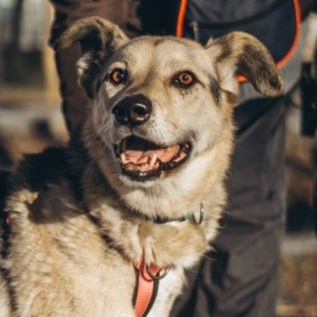 Собаки в добрые руки - Безе - 1