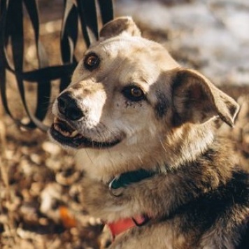 Собаки в добрые руки - Безе - 2