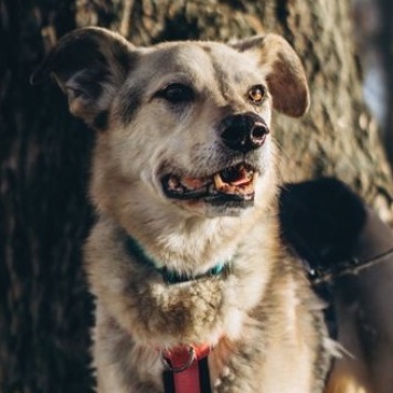 Собаки в добрые руки - Безе - 3