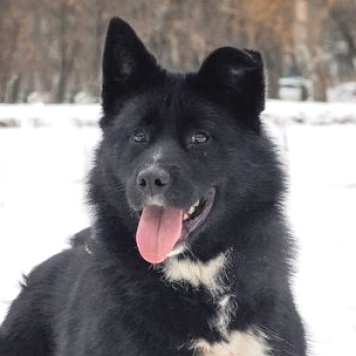 Собаки в добрые руки - Мишель