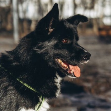 Собаки в добрые руки - Мишель - 2