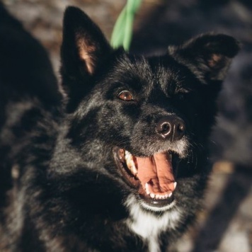 Собаки в добрые руки - Мишель - 3