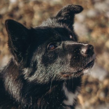 Собаки в добрые руки - Мишель - 4