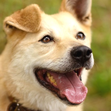 Собаки в добрые руки - Бим