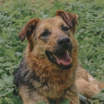 Собаки в добрые руки - Мия