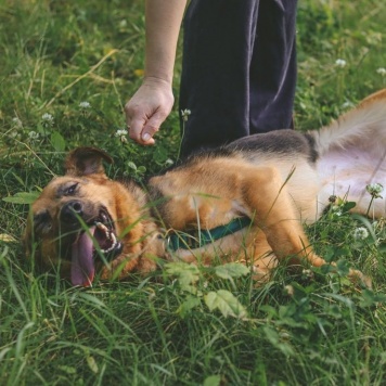 Собаки в добрые руки - Мия - 1
