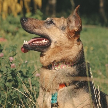 Собаки в добрые руки - Мия - 2