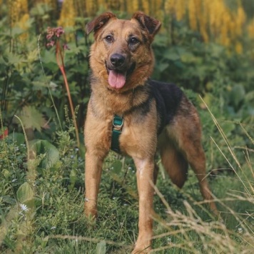 Собаки в добрые руки - Мия - 3