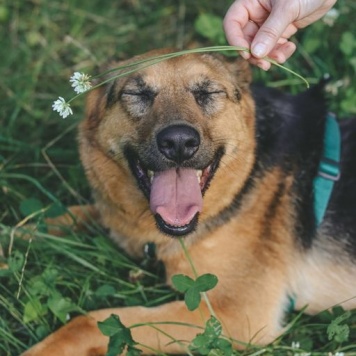 Собаки в добрые руки - Мия - 4