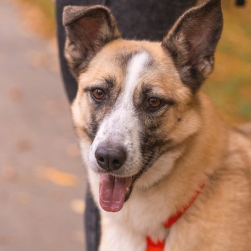 Собаки в добрые руки - Ася