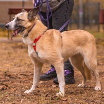 Собаки в добрые руки - Ася - 1