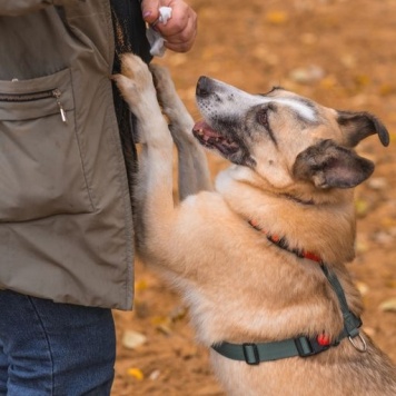 Собаки в добрые руки - Ася - 2