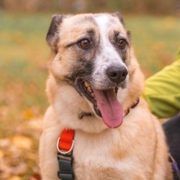 Собаки в добрые руки - Ася - 4