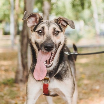 Собаки в добрые руки - Рокси