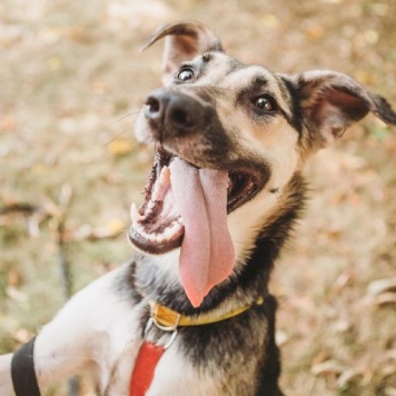 Собаки в добрые руки - Рокси - 1