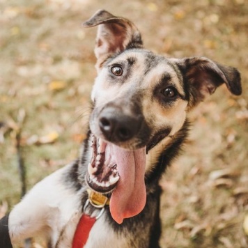 Собаки в добрые руки - Рокси - 2