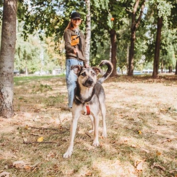 Собаки в добрые руки - Рокси - 3