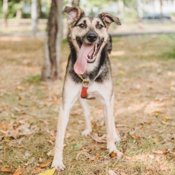 Собаки в добрые руки - Рокси - 4