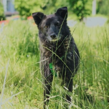 Собаки в добрые руки - Мик