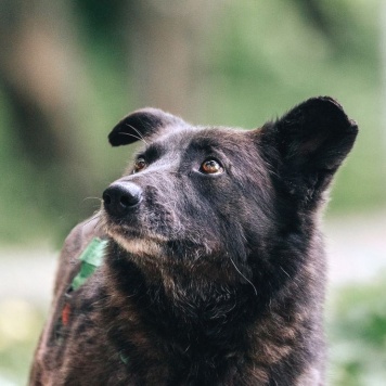 Собаки в добрые руки - Мик - 1