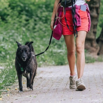 Собаки в добрые руки - Мик - 2