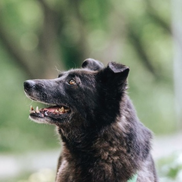 Собаки в добрые руки - Мик - 3