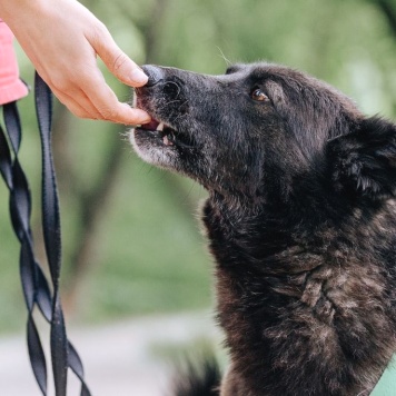 Собаки в добрые руки - Мик - 4