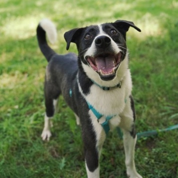 Чаплин - Собаки в добрые руки