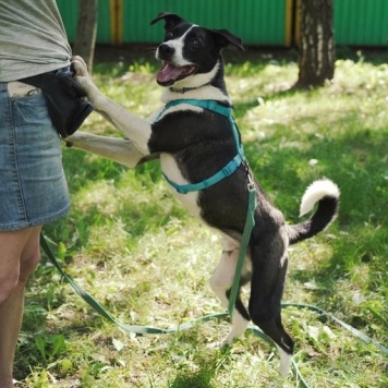 Собаки в добрые руки - Чаплин - 1