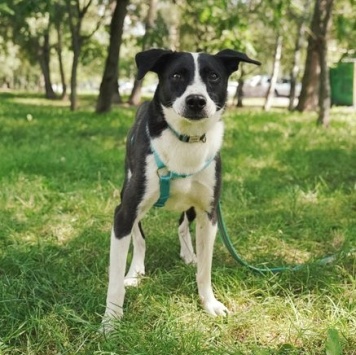 Собаки в добрые руки - Чаплин - 2