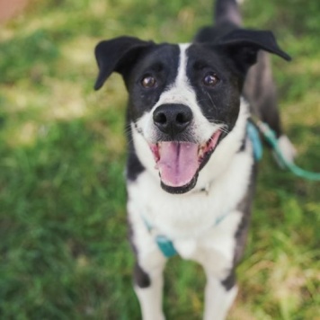 Собаки в добрые руки - Чаплин - 3