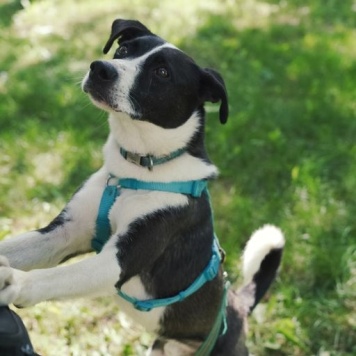 Собаки в добрые руки - Чаплин - 4