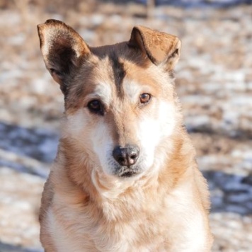 Собаки в добрые руки - Ариш