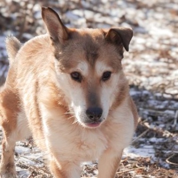 Собаки в добрые руки - Ариш - 1