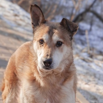 Собаки в добрые руки - Ариш - 2